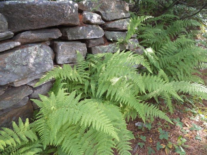 My friend Judy created this shady bower. The contrast of the texture of the stones with the lacy look of the ferns really appeals to me. This come back year-after-year so are easy to care for. As you can see, this is an old stone wall with lichen.