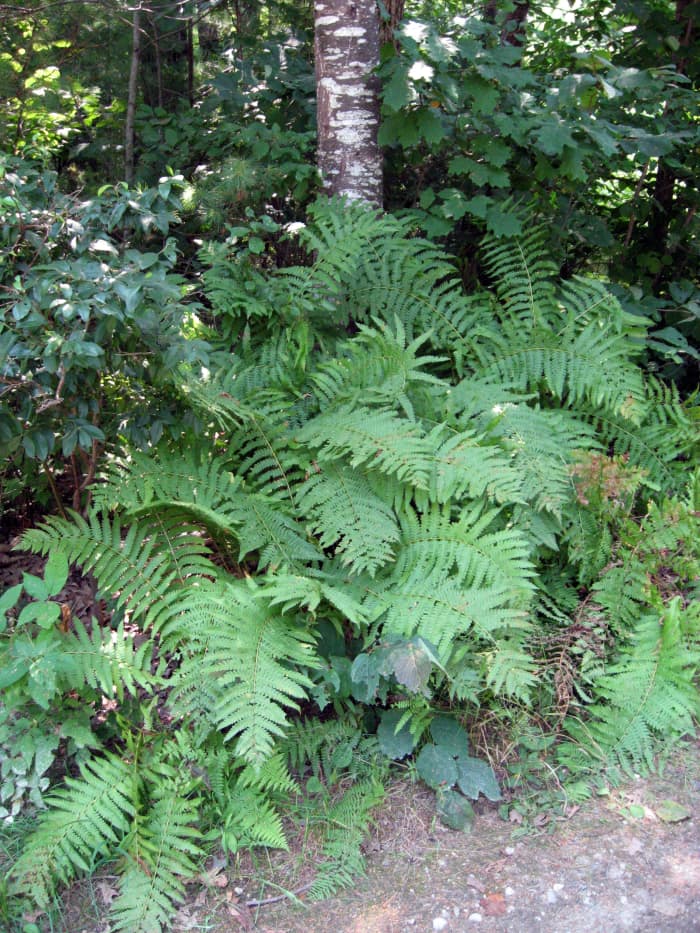 Ferns and the white bark of a birch tree. Ferns like moisture so I mist mine and water regularly if there isn't much rain. Sometimes rain doesn't reach the plants when there's a big tree canopy, so they need extra attention.
