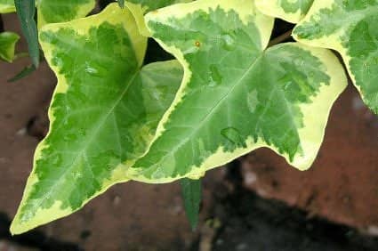 Variegated ivy leaves. Plain green ivy looks great but I like that touch of light around the edge of the leaves like this one.