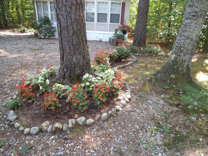 Plantings under a tree with a rock border at my neighbor's place. They've used begonia which work fine under a tree like this.