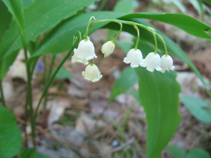 The leaves of the plant stay green through the summer, but the tiny white bell-shaped flowers are only seen in the spring. It is one of the earliest bloomers.