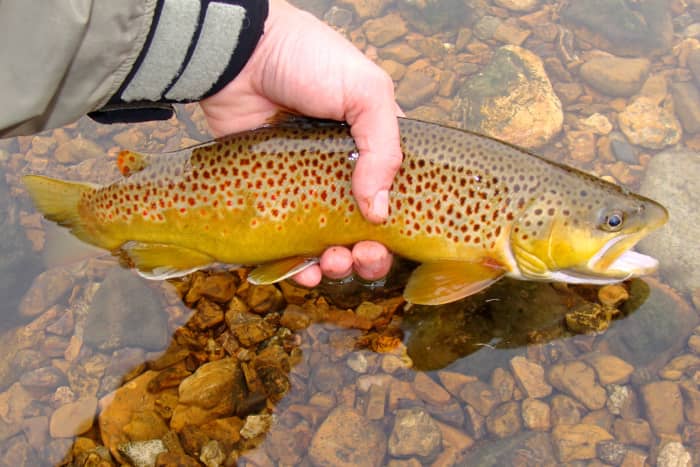 Fishing the Boise River, Idaho - HubPages