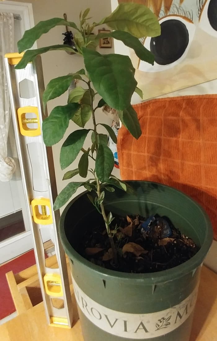 This little lemon tree spent the night in the house last night as we had a 32 degree night...not normal for Almost April in Florida.