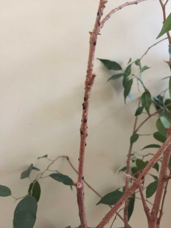 Sticky Residue on Houseplant You May Have Scale HubPages