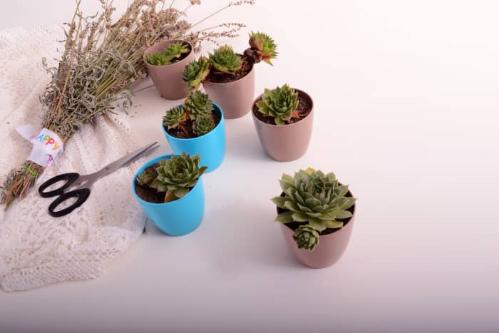 Succulents make a good gift. Pick up pots for a dollar at the dollar store and give them a quick coat of paint. Total cost is $2 - $4/