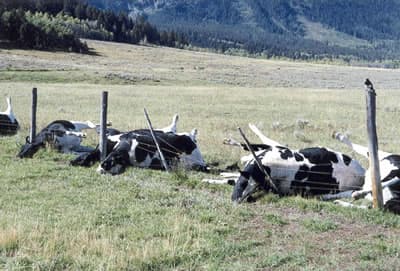 These cows were killed when lightning struck the metal wire fence that they were standing at. How sad.