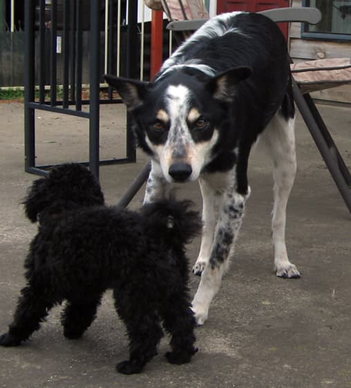 My buddy from Home. He is an Australian Blue Heeler called Flipper and I am always nicking his food!