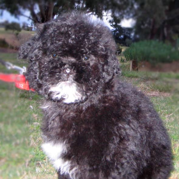 Look at me I'm Oliver and I'm a shihpoo. Now thats a cross shih-tzu, Toy poodle. Ain't I cute?
