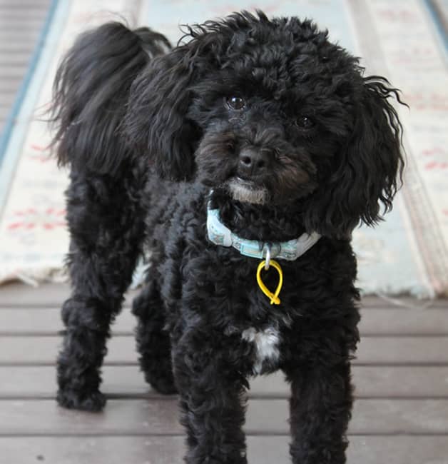 I often hear my Mum and Dad say "You are a naughty boy Oliver" and I think to myself "hey I'm a Shihpoo isn't that what we do?"