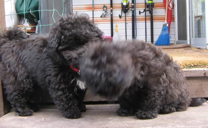 My brother Chris is a Shihpoo as well. He is a bit shy and will not look at the camera!