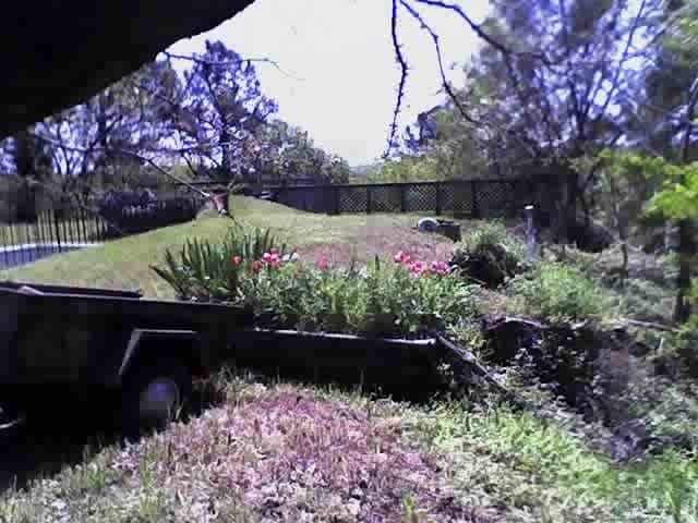 The burrow is right in front of the tulips -- or where they were in 2015 BG (Before Groundhog). Yes, this is my roof.