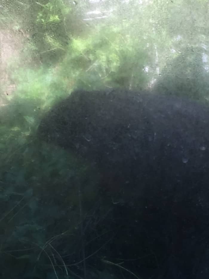 A closeup. Few details, but the outline of the groundhog is visible. It is a humid day and the window is fogged over.