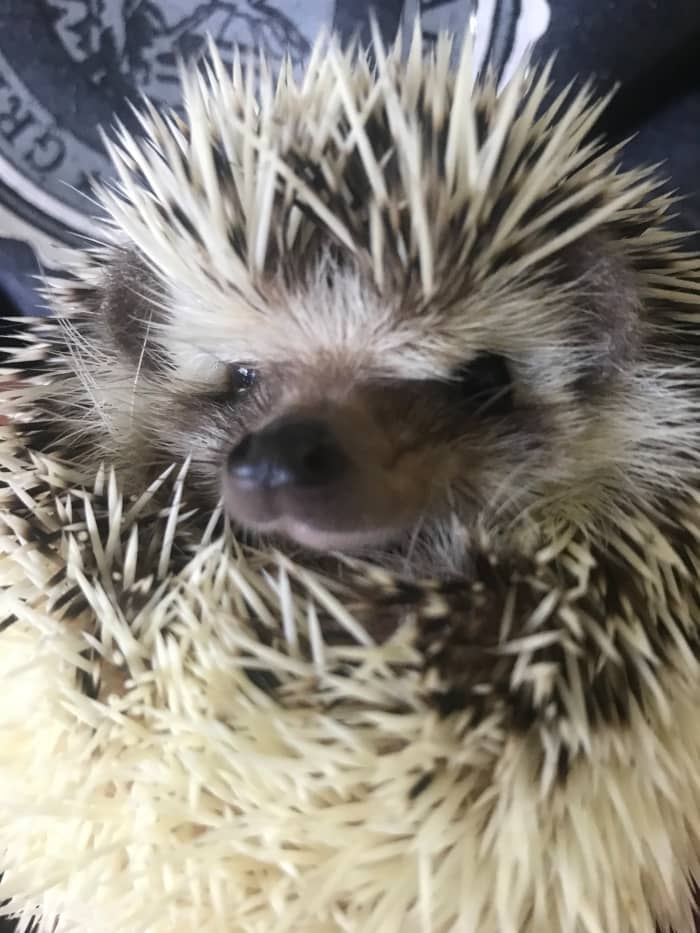 This is Camry a breeding female belonging to Nichole and Brittany Thomas at Huggley Hedgehogs. She is one of the babies produced here.