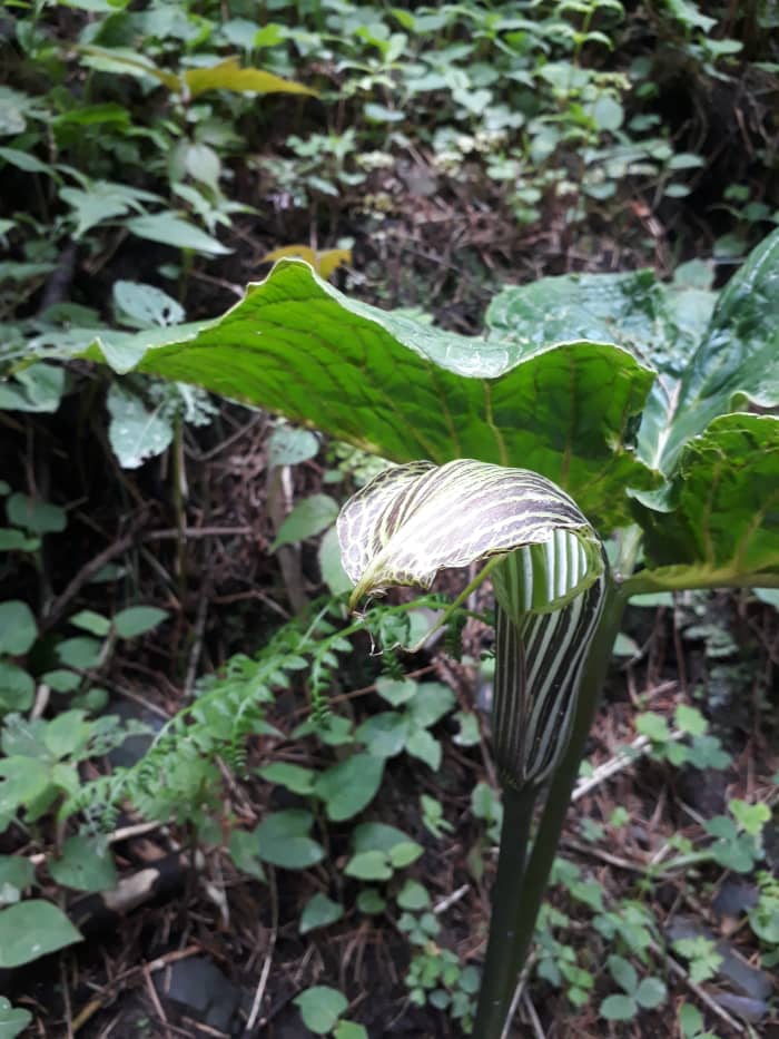 Upon inquiring with the guide, he told me that it was not poisonous. But its shape was scary.