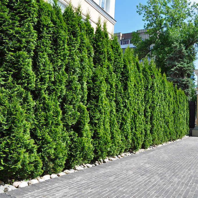 A straight and stately line of evergreen arborvitae bushes mark the property border and guard privacy..