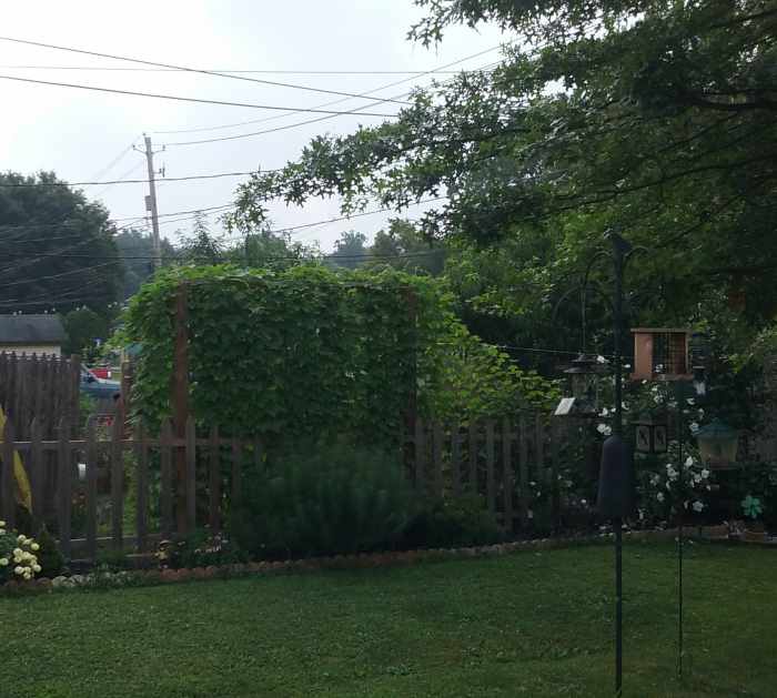 How to Get Instant Privacy from Neighbors with a Living Fence HubPages