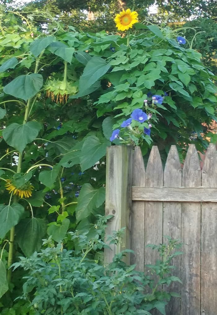 It's so relaxing and so protective to see plants instead of annoying, or even overly friendly, neighbors.