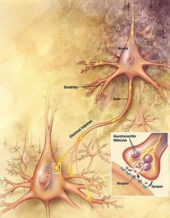 Glutamate and aspartate are released by A-delta fibers and somatostatin and substance P are released by C-fibers in the synapses of the spinal cord. Which are thought to enhance transmission of the pain signal.