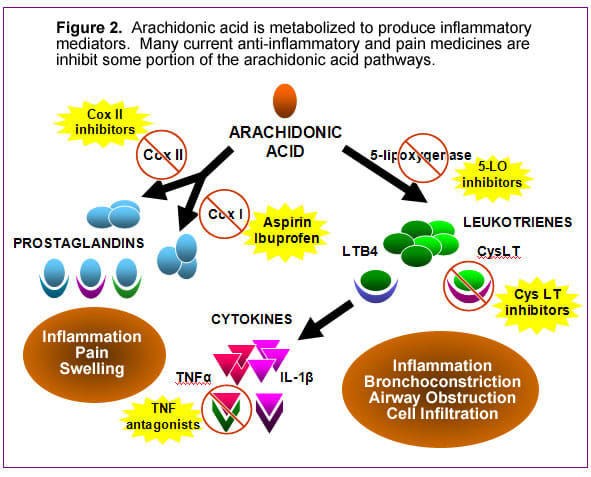 Arachidonic acid produces some of the chemicals involved in the physiology of pain such as, prostaglandins....Motrin is a basic pain med that blocks this acid.