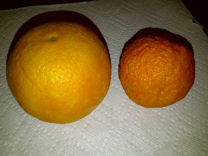 Oranges vs Clementines What's the difference and how much do they cost