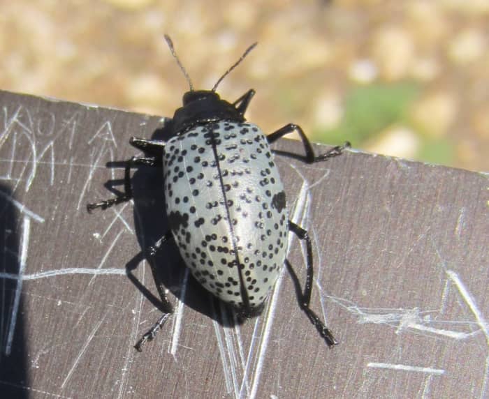 Pleasing Fungus Beetle (Gibbifer californicus) photographed on Mt Lemon Hiking Trail in Arizona
