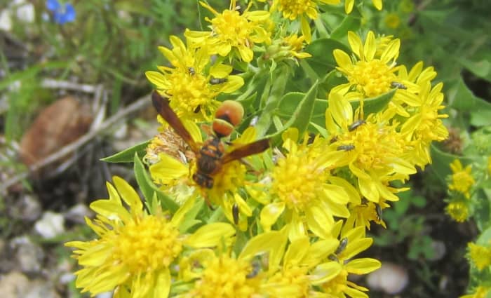 Wasp on Wildflowers - photo taken in Santa Catalina Mountains of Southern AZ