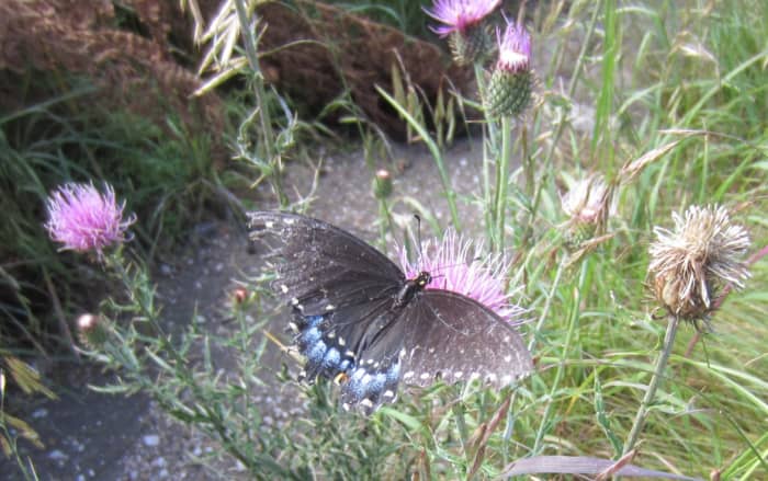 Pipevine Swallowtail (Battus philenor) Butterfly on Thistle in Santa Catalina Mts of Arizona