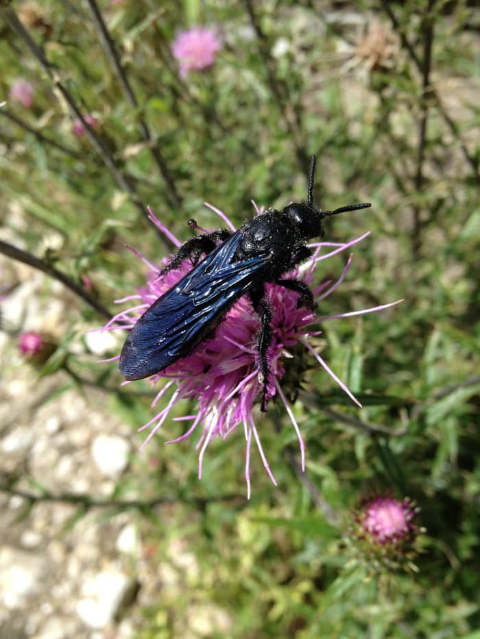 Flower Wasp with wings closed straddles a thistle flower (Photo location Santa Catalina Mts, AZ)