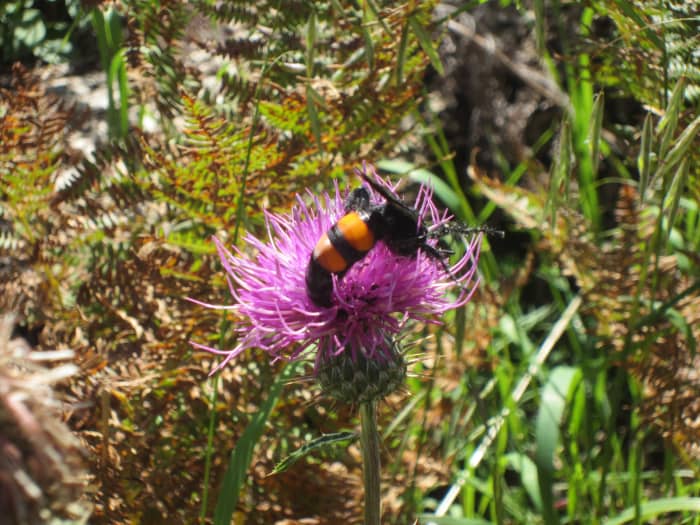A Flower Wasp (Campsomeris Ephippium) dining on a Thistle's nectar (Photo taken on Mt. Lemon, AZ)