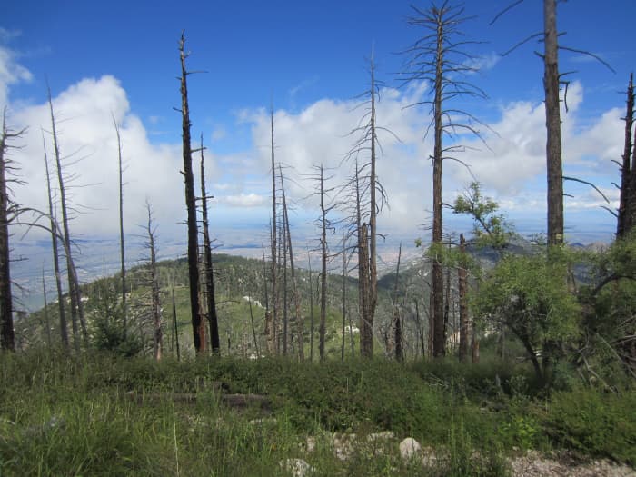 Blackened Tree Trunks from forest fire a few years ago. Mt Lemon Hiking Trail, Santa Catalina Mts, Arizona