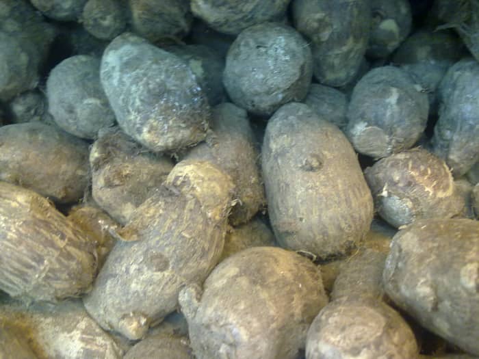 Colocasia