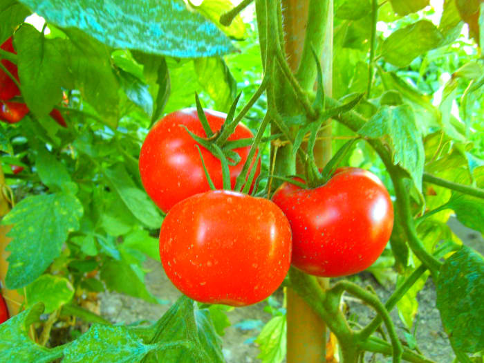 Tomato