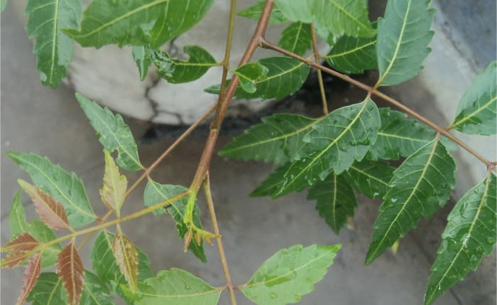 Neem Leaves