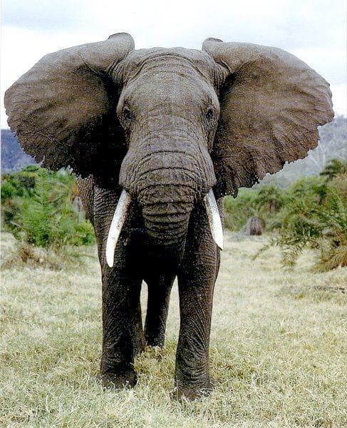 The African elephant is the largest land animal on earth today. As it is warm-blooded in a hot climate, it must radiate more heat than it takes in. The large fan like ears help to dissipate waste heat, as well as its bathing habits.
