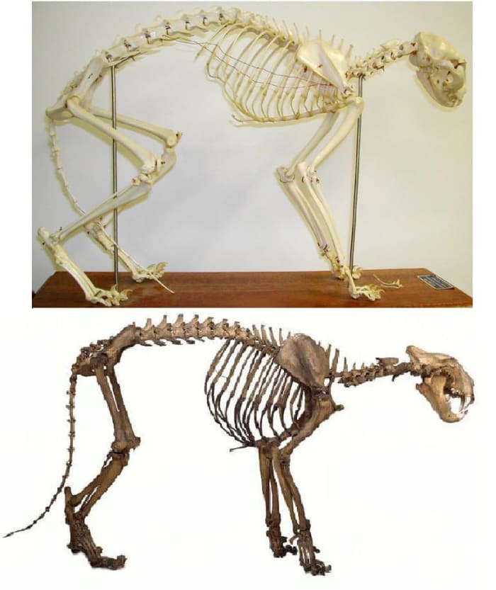 This comparative image of a house cat and tiger scaled to the same size shows the greater bone mass of the tiger more clearly than looking at them in their true size. The tiger is some 84 time more massive than the cat.