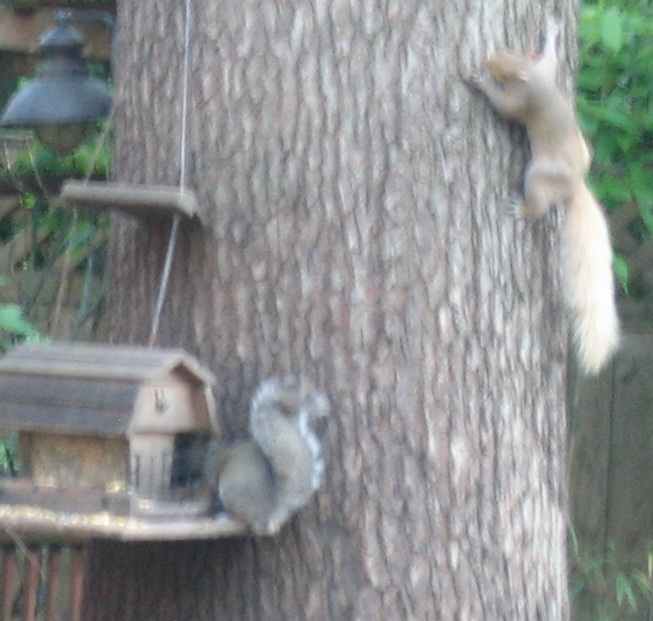 Fur Color Variations in Grey Squirrels - HubPages