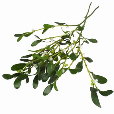 Mistletoe - Odin's younger son Baldur could only be harmed by arrows made of mistletoe twigs. Loki tricked Blind Hodr into loosing off a mistletoe arrow at Baldbur