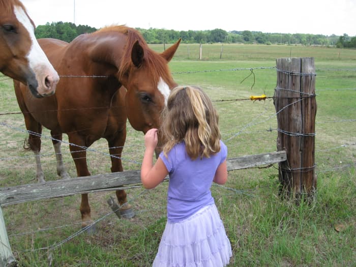 Horse Training Methods