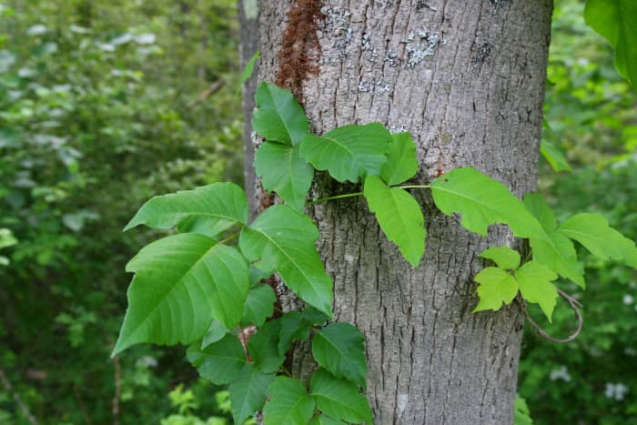 Poison Ivy growing on the side of a beech tree in the state of New York.