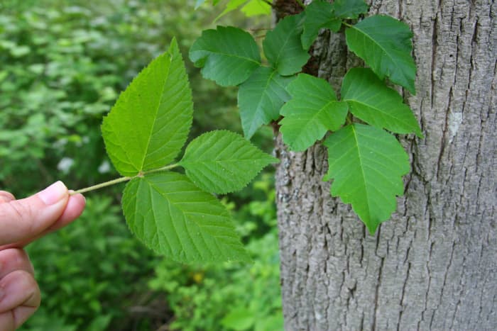 Virginia Creeper (on the left) is not as shiny as Poison Ivy. In addition, the leaves have a slightly serrated edge, the plant lacks a hairy vine, and the leaf veins are slightly wrinkled.