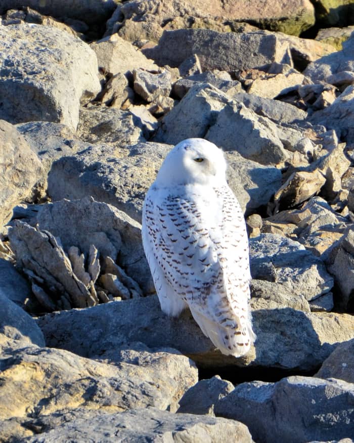 Notice how this snowy owl has his head turned almost completely behind him.