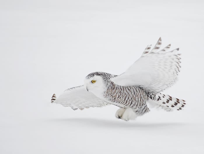 Everything You Wanted to Know About the Snowy Owl - PetHelpful