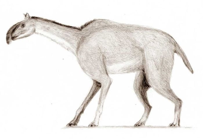 This is Macruchenia- the last surviving litoptern species, which survived until 13,000 years ago.