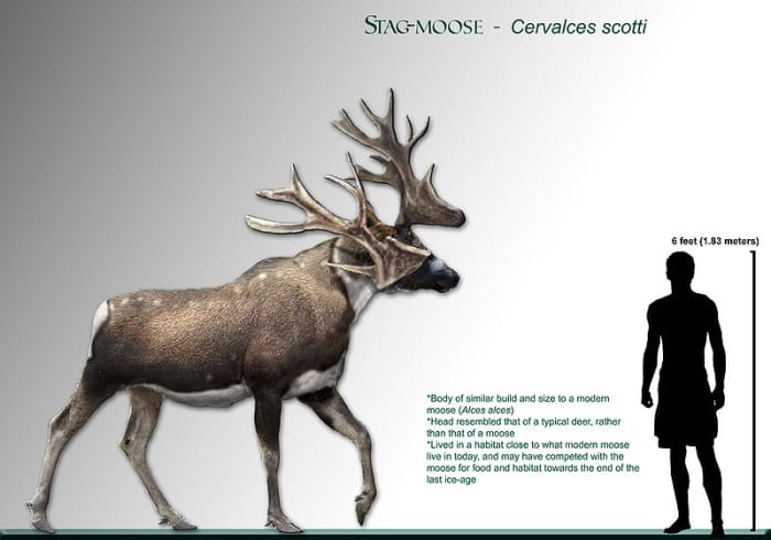 This weird creature known as the stag-moose had a moose like body, with a head and antlers more typical of a deer.