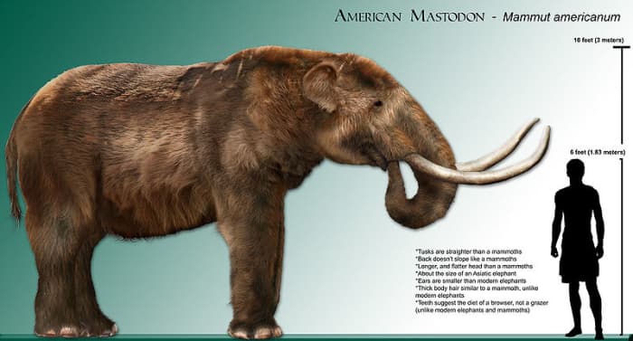 The mastodon was the smallest of the elephants and was more of a browser than a grazer.