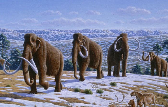 A herd of woolly mammoths walking across the tundra watched by some American lions.