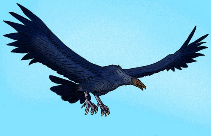 The magnificant teratorn- one of the biggest birds ever to take to the air and the possible source for the famous Thunderbird legend.