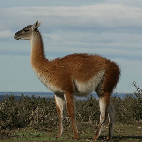 The guanaco is the ancestor of the domestic llama and a close relative of the camels. Its the last camelid living wild in the Americas today.