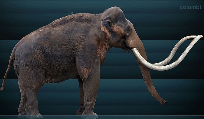 The colombian mammoth was one of the largest mammals to walk the earth, weighing over 13 tonnes and measuring more than twice the size of a grown man at the shoulder.