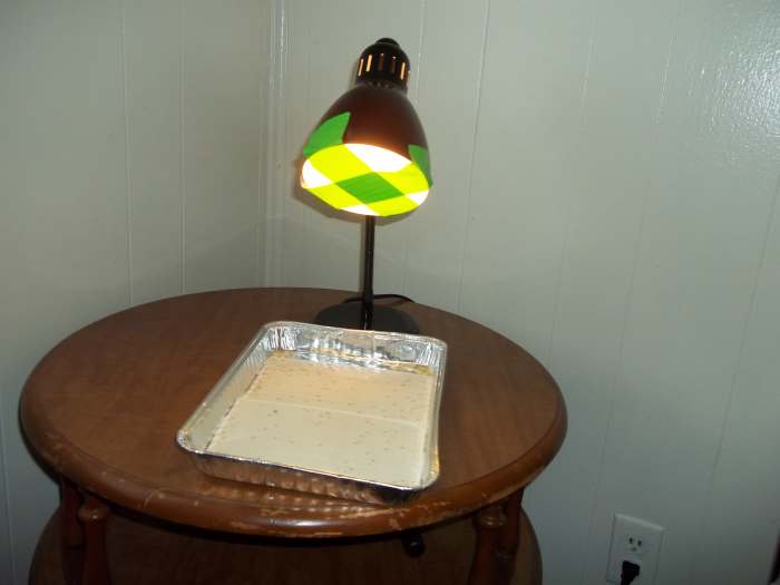 You want to put the flea trap on the floor. It's on a table for picture purposes. Can you see all those dead bloodsuckers on the glue boards?